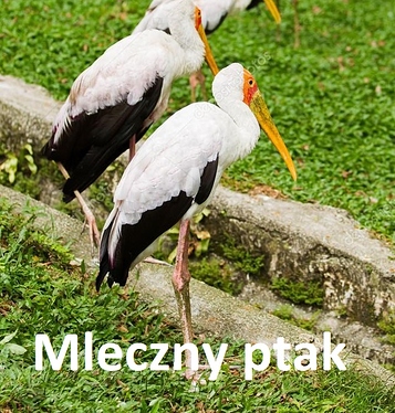mleczny%20ptak
