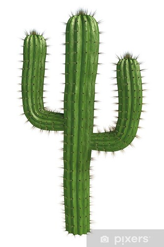 aufkleber-kaktus.jpg