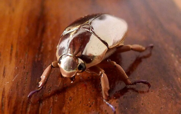 17313509040192528774867597749641