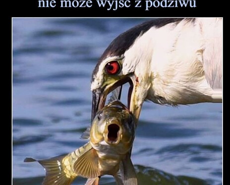 Screenshot 2024-05-14 at 23-01-55 Ptak pokazuje rybie świat a ona nie może wyjść z podziwu