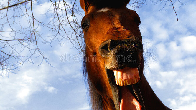 konie-się-śmiać-3249371