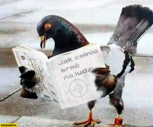 jak-celnie-srac-na-ludzi-golab
