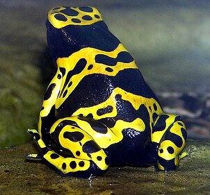 640px-Yellow-banded.poison.dart.frog.arp