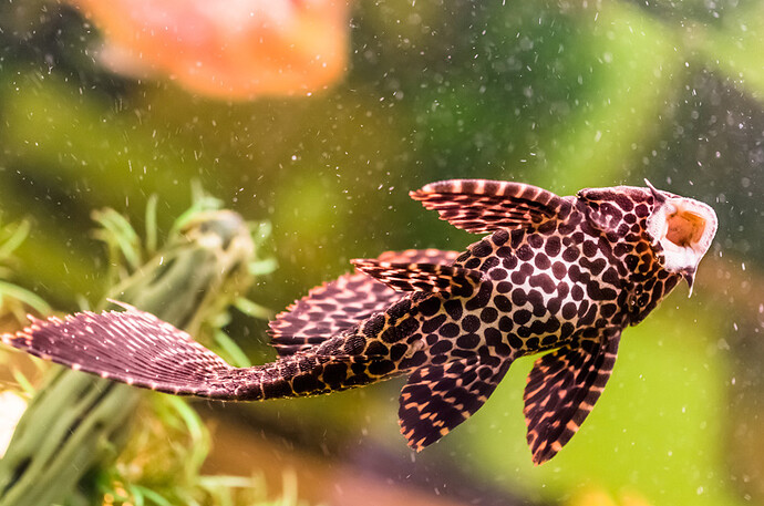 17684124461414539841875660605182