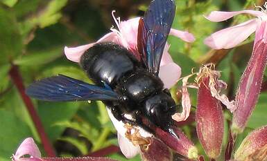 Xylocopa_kleptolektie