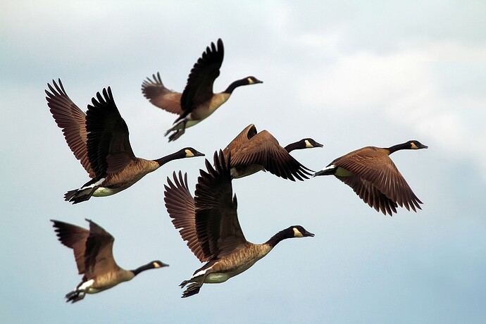 geese-1990202_960_720