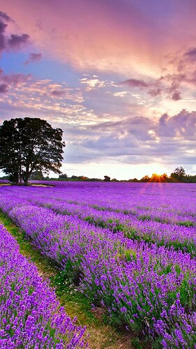 17645895403177375302934673982625