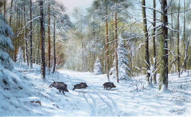 Dziki_w_lesie_mszcz105_142603