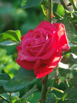 rosa%20czerwona