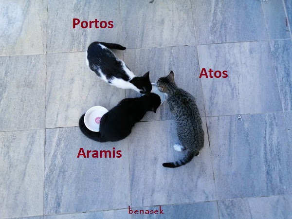 koty%20apa%20001