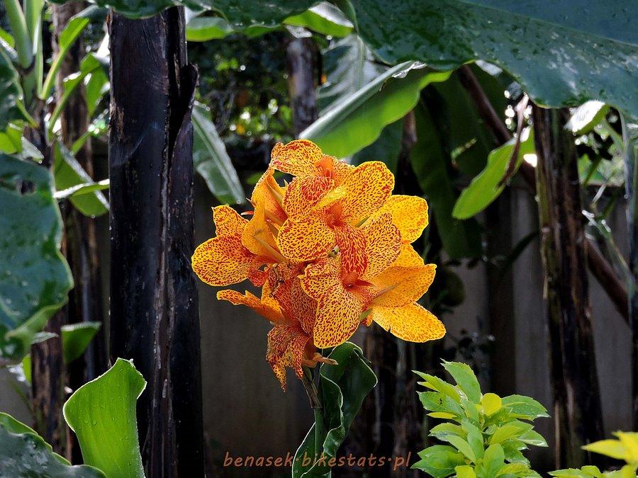 zdjecie,pelne,619068,20160502,uganda-entebbe-storczyk