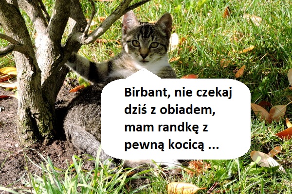 szaraczek 001