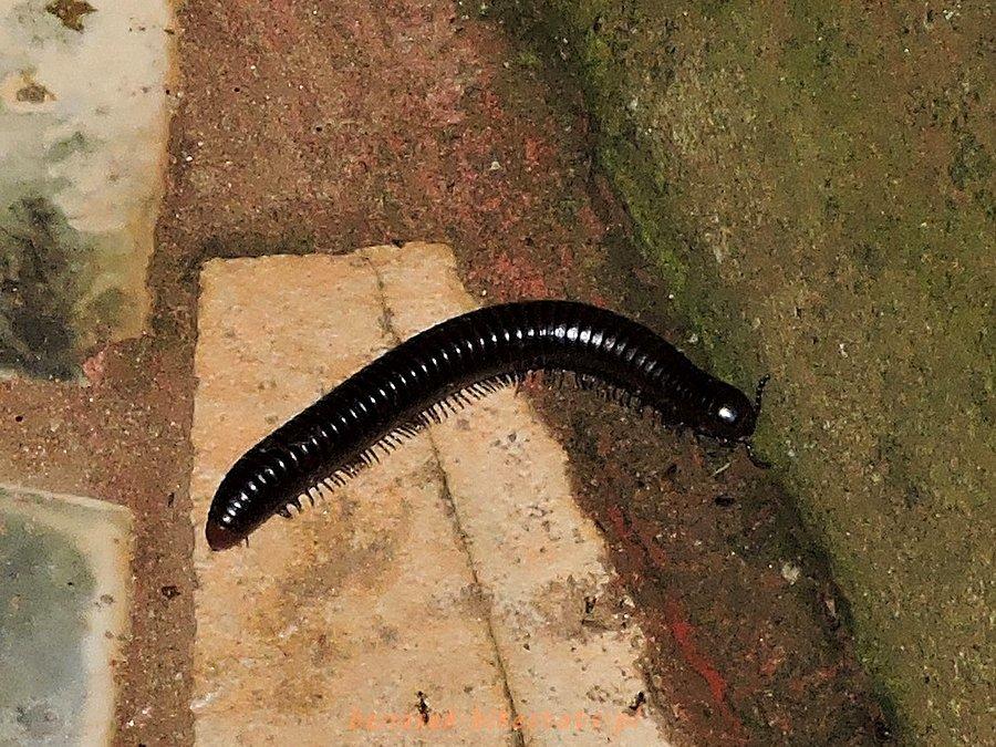 zdjecie,pelne,619063,20160502,uganda-entebbe-krocionog-olbrzymi