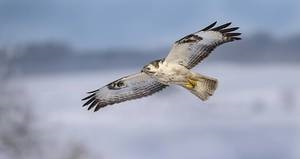 myszołów-buteo-buteo-biały-morph-bank-zdjęć__ibxbzo04087602