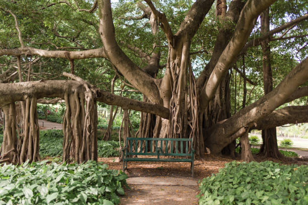 brisbane-city-botanic-gardens-large-fig-tree-with-sprawling-branches-picture-id1131944351