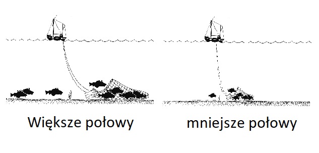 połowy 2
