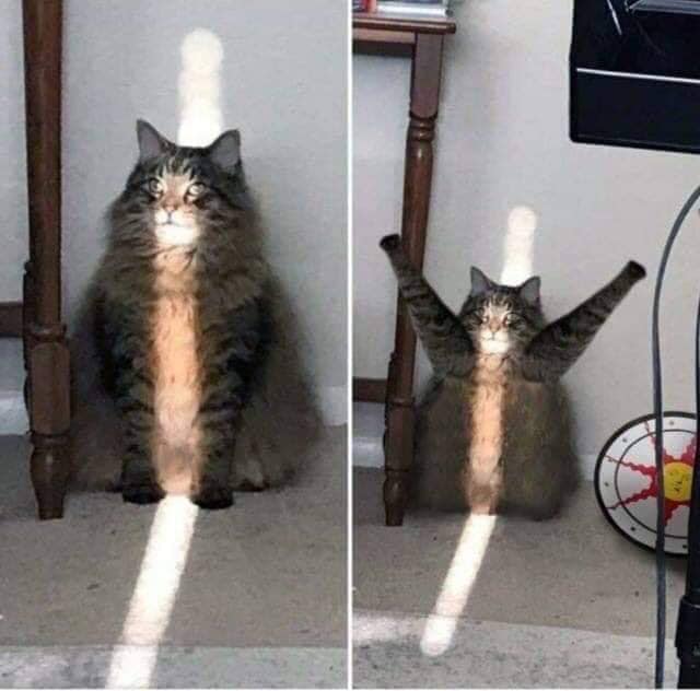 57238900_593859244461760_5063158394873970688_n