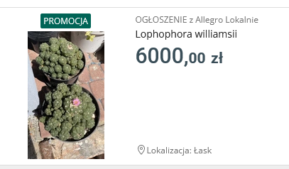 Lophophora Wiliamsi