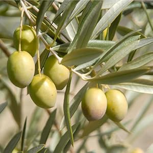 176529563906480022256368655126