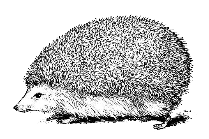jeż kopia